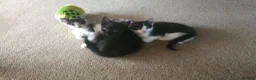 Mixed Breed cats for sale: Kittens for adoption  in Lytham Saint Annes - Advert 2