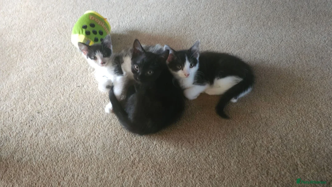 Mixed Breed cats for sale: Kittens for adoption  in Lytham Saint Annes - Advert 2
