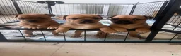 Staffordshire Bull Terrier dogs for sale: 1 lovely girl left-Red Staffordshire Bull Terrier  - Advert 5