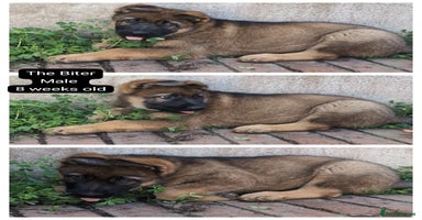 German Shepherd dogs - Advert 16
