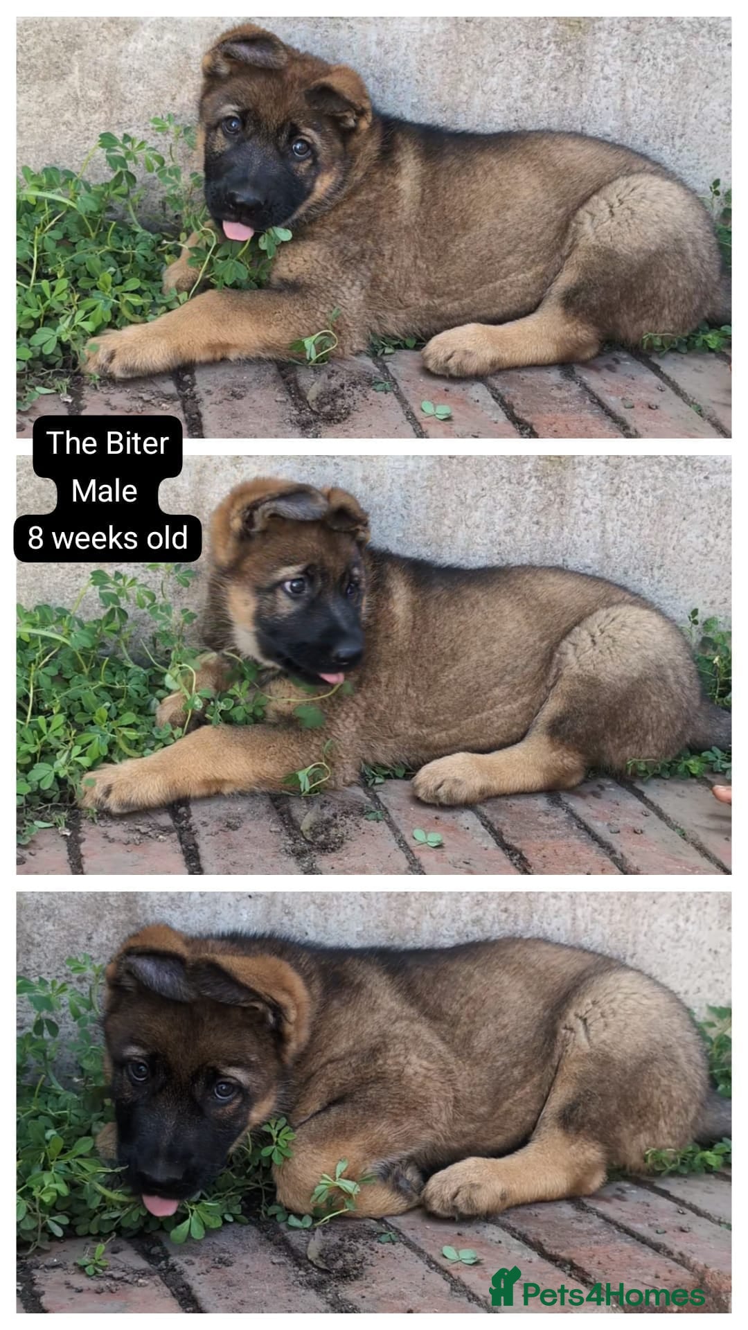 German Shepherd dogs for sale: Price Reduced! Last female German shepherd pups. - Image 5