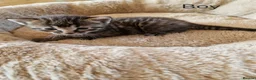 Domestic Shorthair cats for sale: Beautiful 4 Domestic Shorthair Kittens  in Basildon - Advert 5