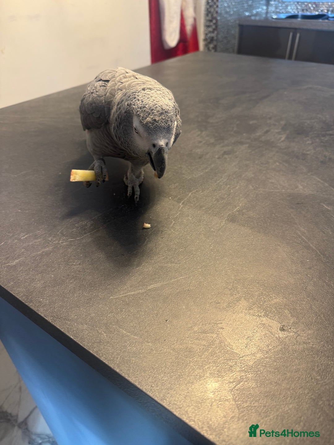 Parrots birds for sale: african grey  - Advert 1