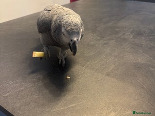 Parrots birds african grey - Advert 1