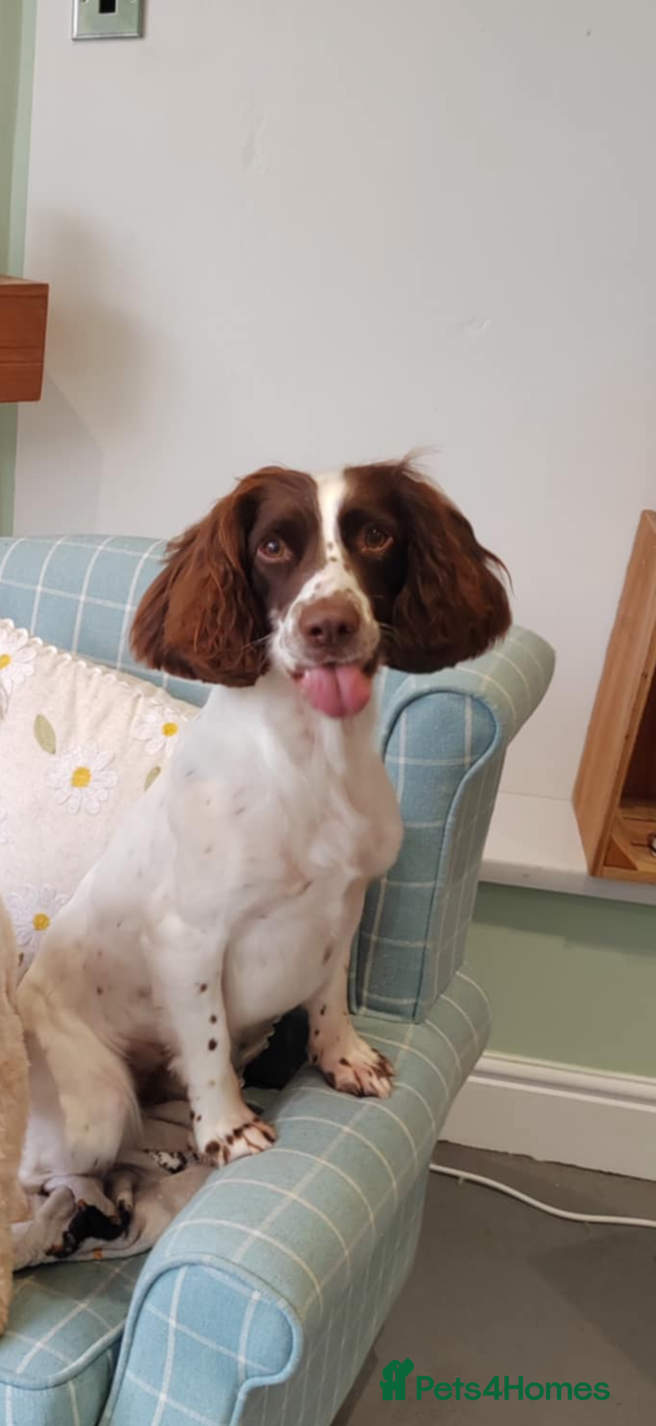 Sprocker dogs Sprocker Pups - Advert 1