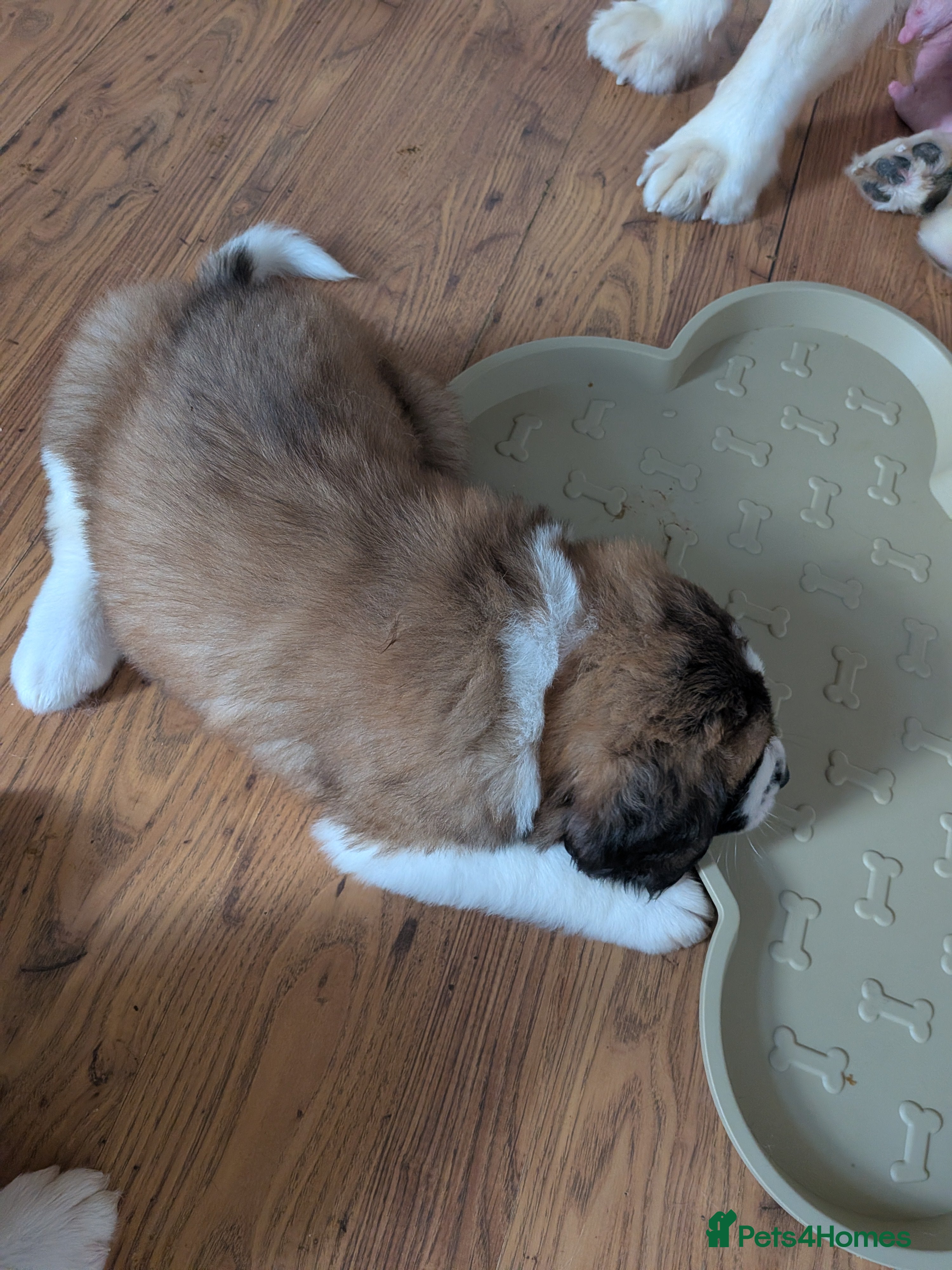 Saint Bernard dogs Saint Bernards KC registered, Hip and Elbow scored - Advert 2