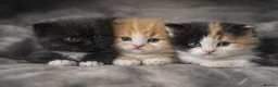 British Longhair cats for sale: 🐈‍⬛ British Longhair Mix Brother & Sister 🐈‍⬛  - Advert 1