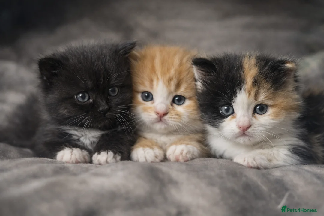 British Longhair cats for sale: 🐈‍⬛ British Longhair Mix Brother & Sister 🐈‍⬛  - Advert 1