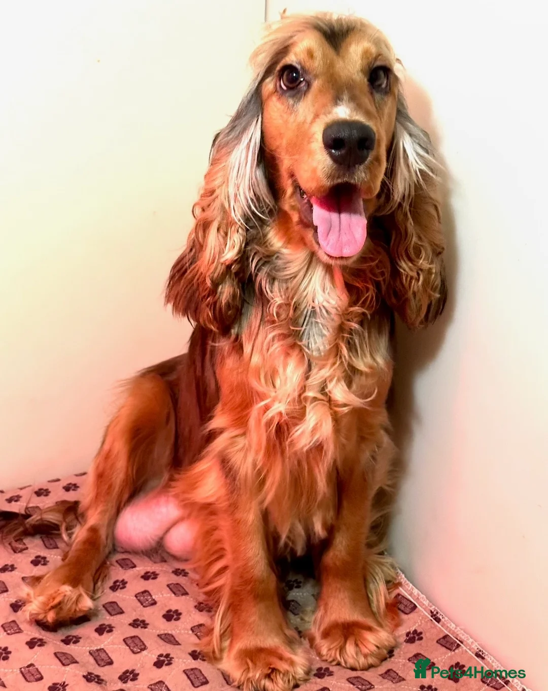 Cocker Spaniel dogs for sale: Beautiful litter of show type cockers  - Advert 1