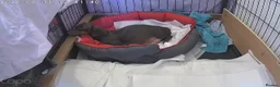 Dachshund dogs for sale: 🐶🐶 Beautiful  Babies ! 🐶🐶 - Advert 2