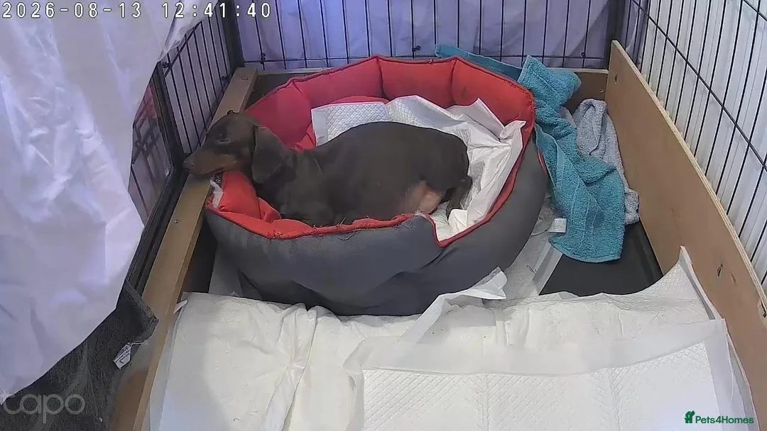Dachshund dogs for sale: 🐶🐶 Beautiful  Babies ! 🐶🐶 - Advert 2