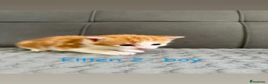 Kitten 2