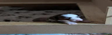 Miniature Dachshund Puppy 3