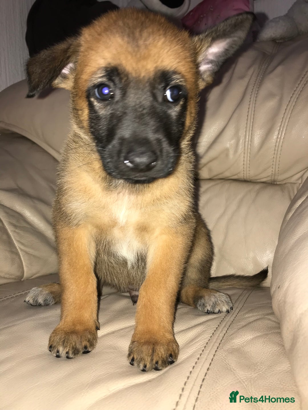 Belgian Shepherd Dog dogs for sale: Belgian Malinois puppy’s  - Image 19
