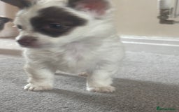 Mixed Breed dogs for sale: Miniature chihuahua X Jack russell puppies  - Image 18