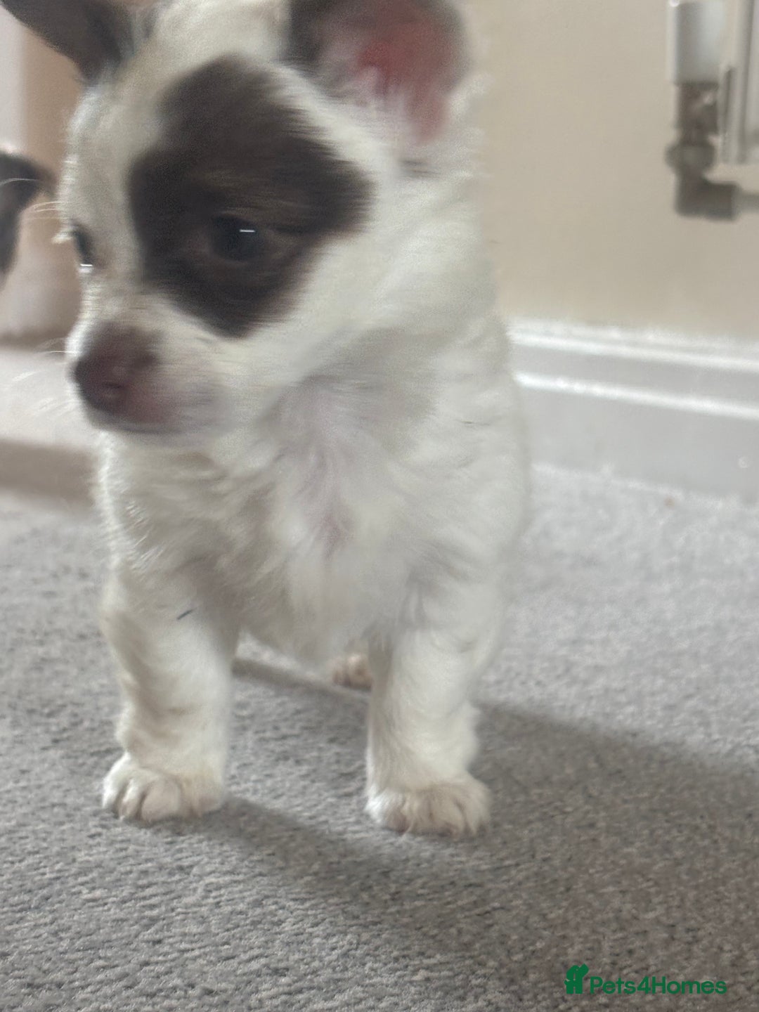 Mixed Breed dogs for sale: Miniature chihuahua X Jack russell puppies  - Image 18