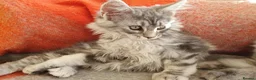 Maine Coon cats for sale: TICA REGISTERED GORGEOUS MAINE COONKITTENS - Advert 24