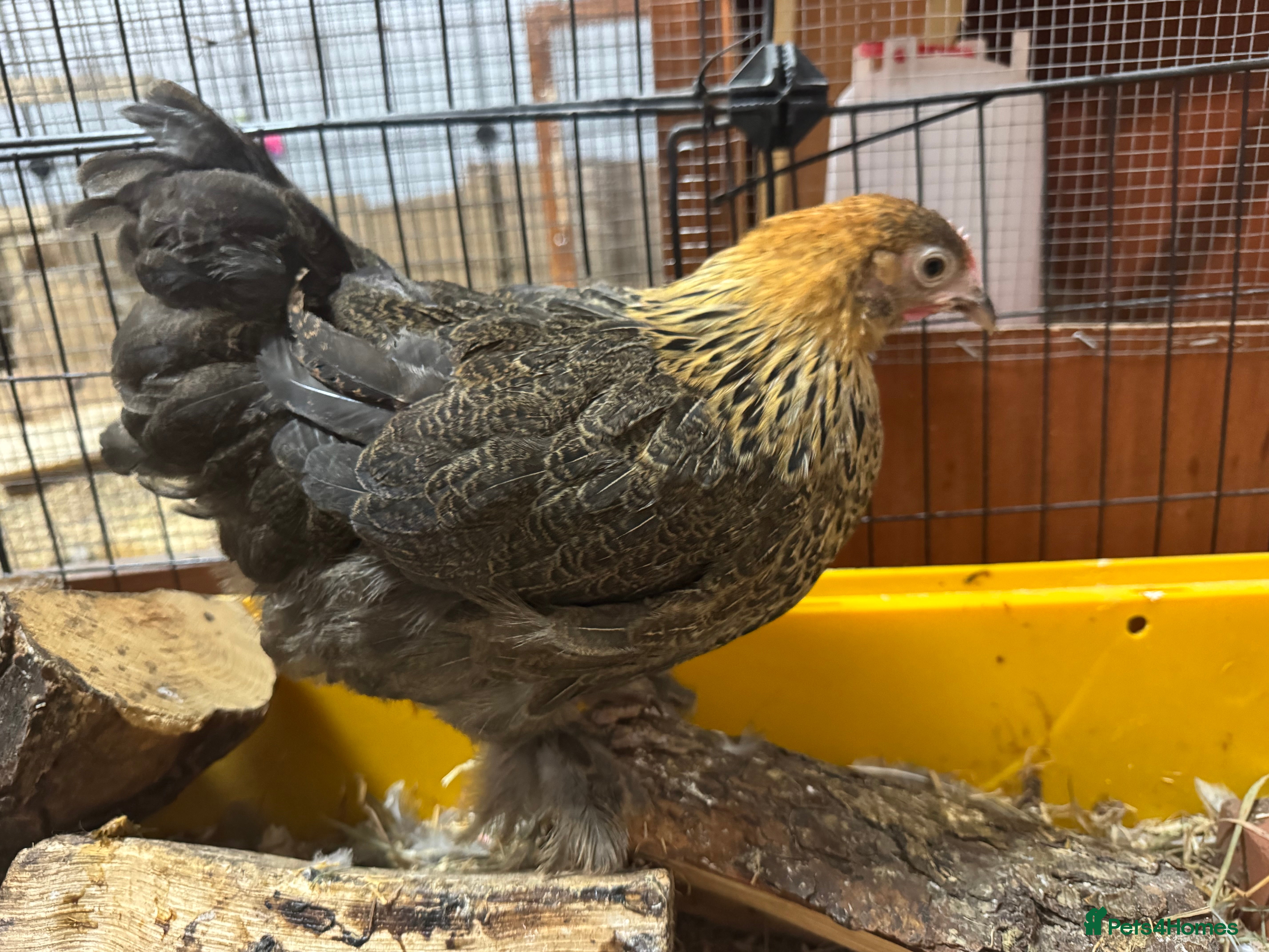 Chickens poultry Pekin pullet for sale  - Advert 3