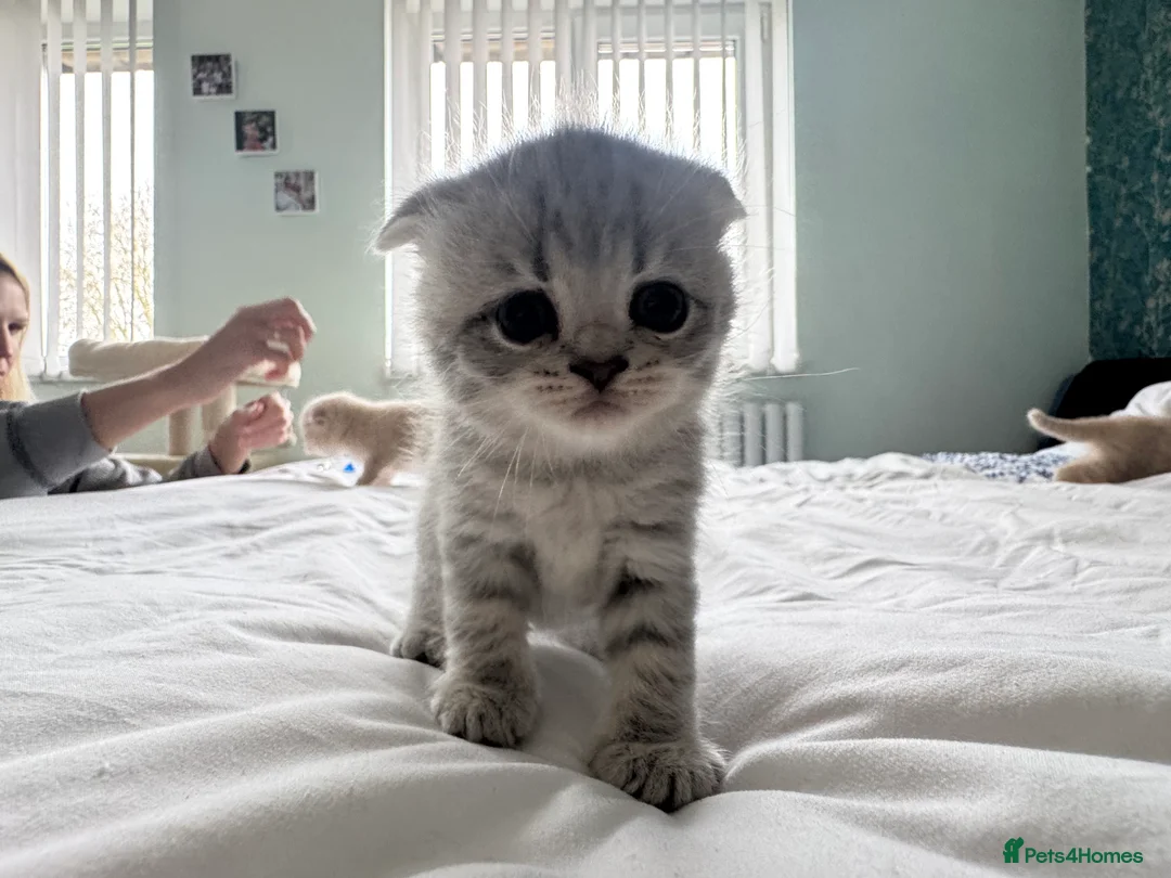 Scottish Fold cats for sale: Gorgeous pure breed kittens  - Advert 9