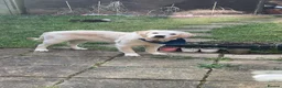 Golden Retriever dogs for sale: winston in Leighton Buzzard - Advert 3