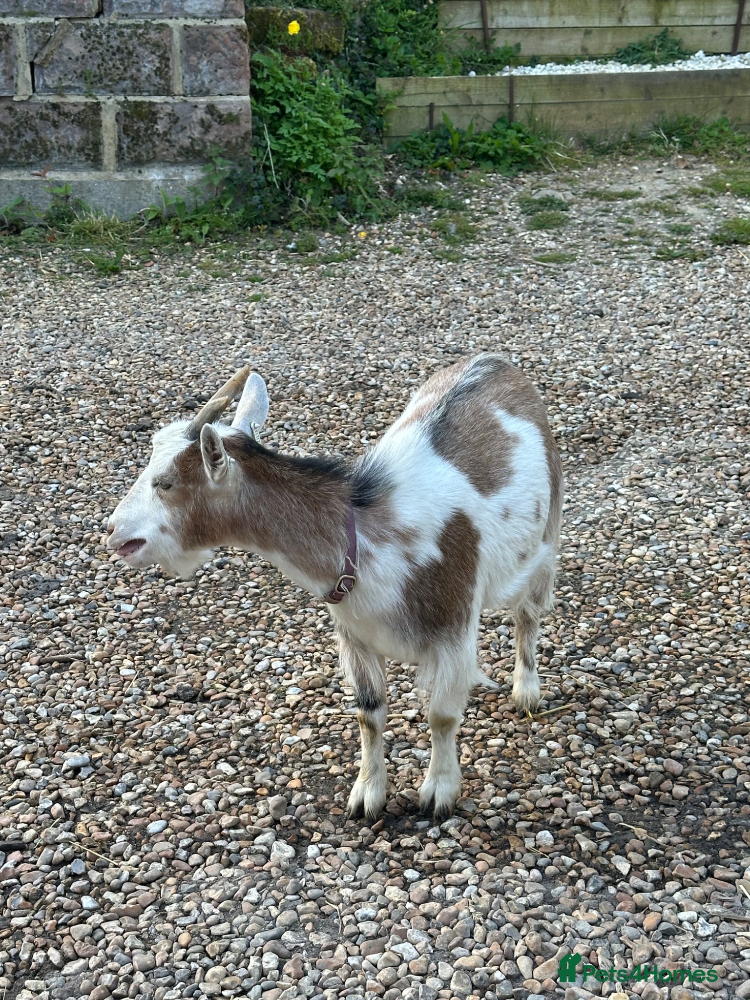 Goats livestock Twin Female Pygmy Goats. 2yrs old  - Advert 7