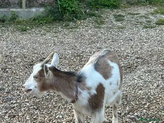 Goats livestock Twin Female Pygmy Goats. 2yrs old - Advert 7
