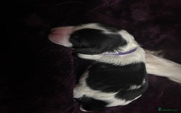 Cavapoo dogs for sale: 2 cavapoos left from a stunning litter - Image 10