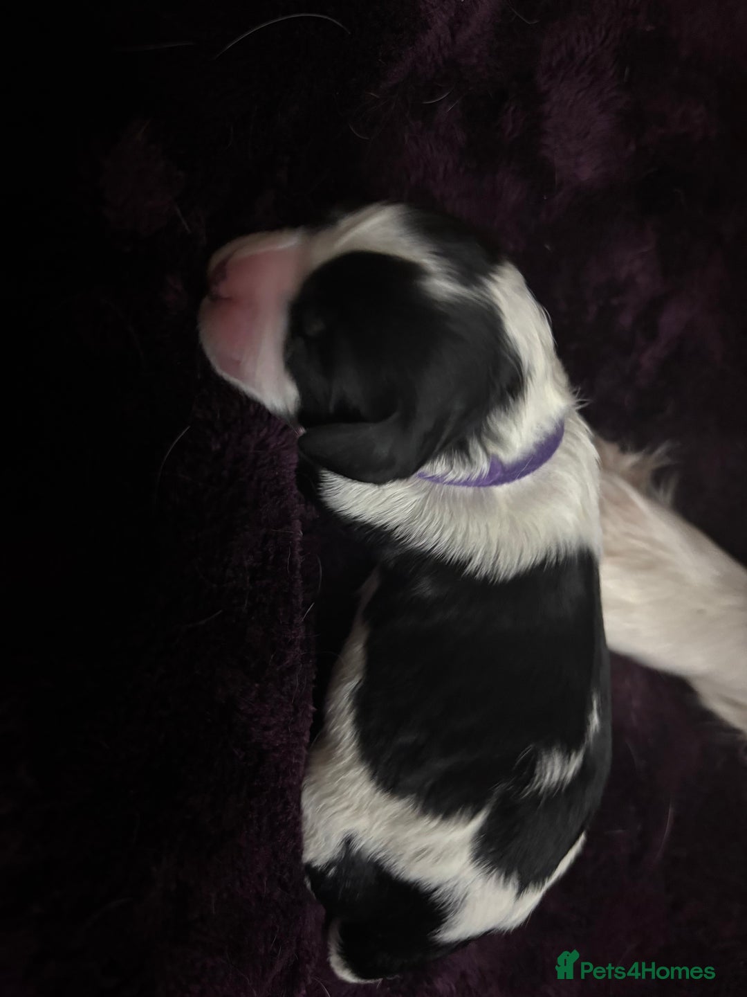 Cavapoo dogs for sale: 2 cavapoos left from a stunning litter - Image 10