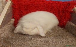 Mini Lop rabbits for sale: Vaccinated minilop cash buck  & doe  - Image 9