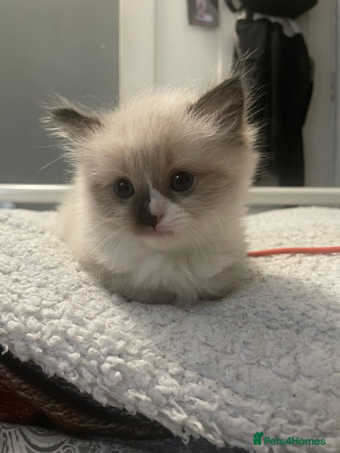 Ragdoll cats for sale: Beautiful Ragdoll kittens  - Image 3