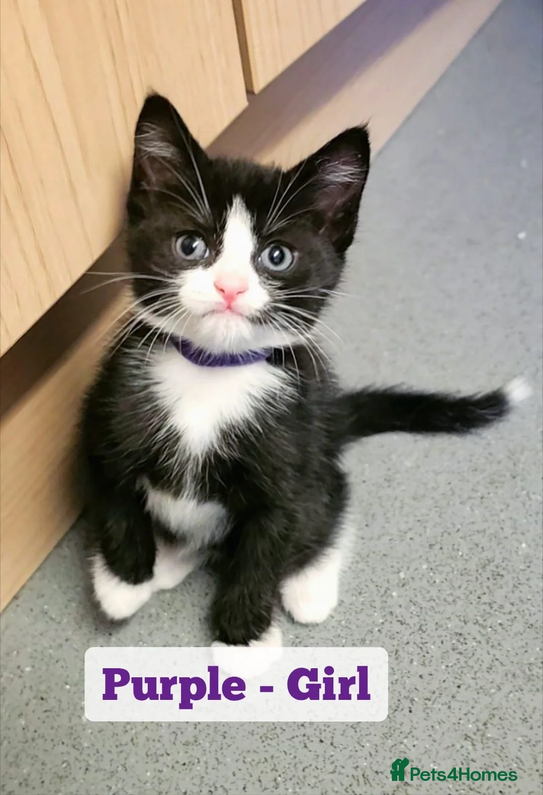 Mixed Breed cats for sale: Beautiful Female Kitten - Advert 4