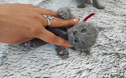 British Shorthair cats for sale: Blue British sorthair kittens available - Image 2