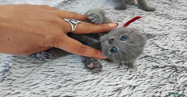 British Shorthair cats - Advert 8