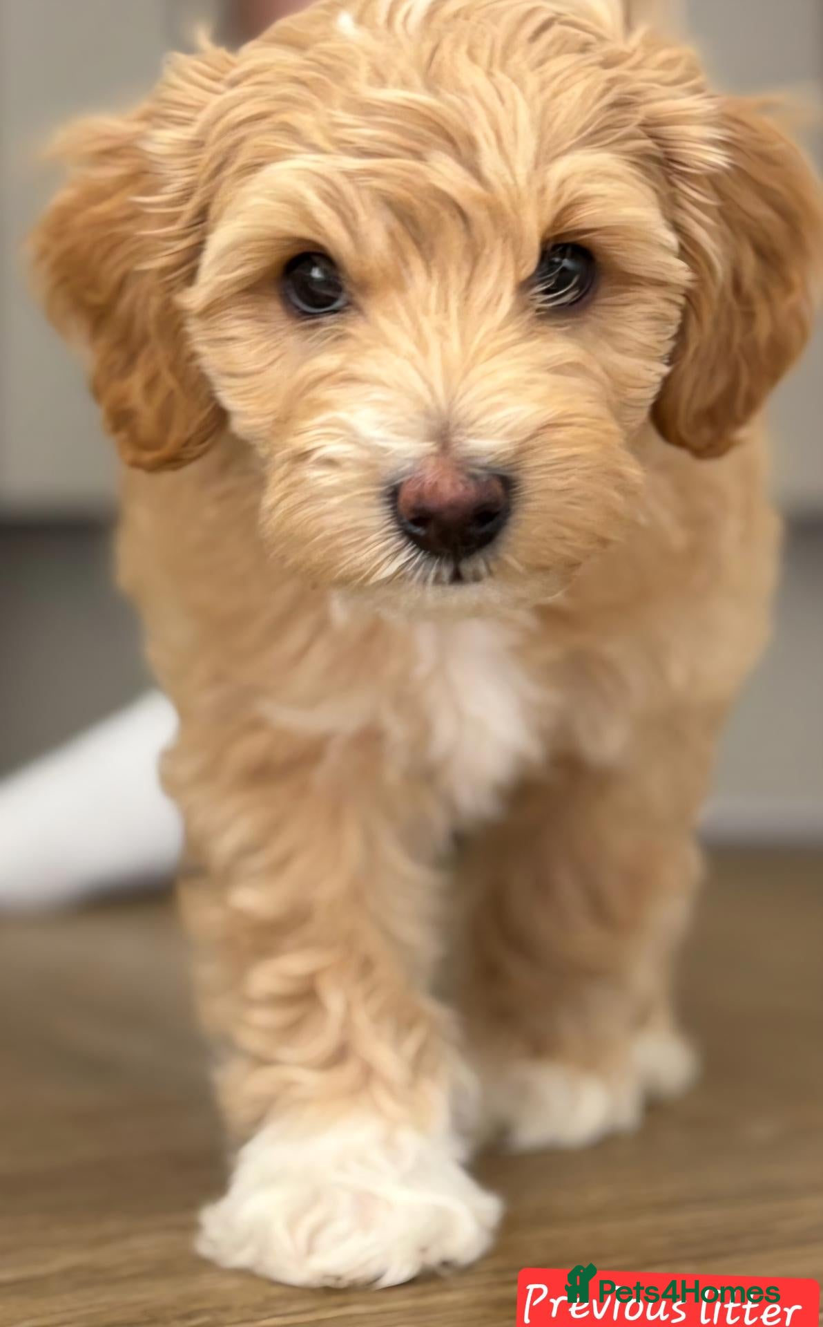 Australian Labradoodle dogs Australian Labradoodle Small Size  - Advert 2