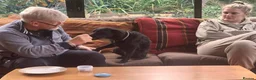 Mixed Breed dogs for adoption: 💙🐶 JAKE - Young Patterdale cross boy 🐶💙 in Wolverhampton - Advert 4