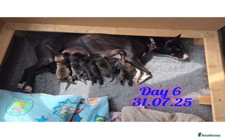 Mixed Breed dogs - Advert 1