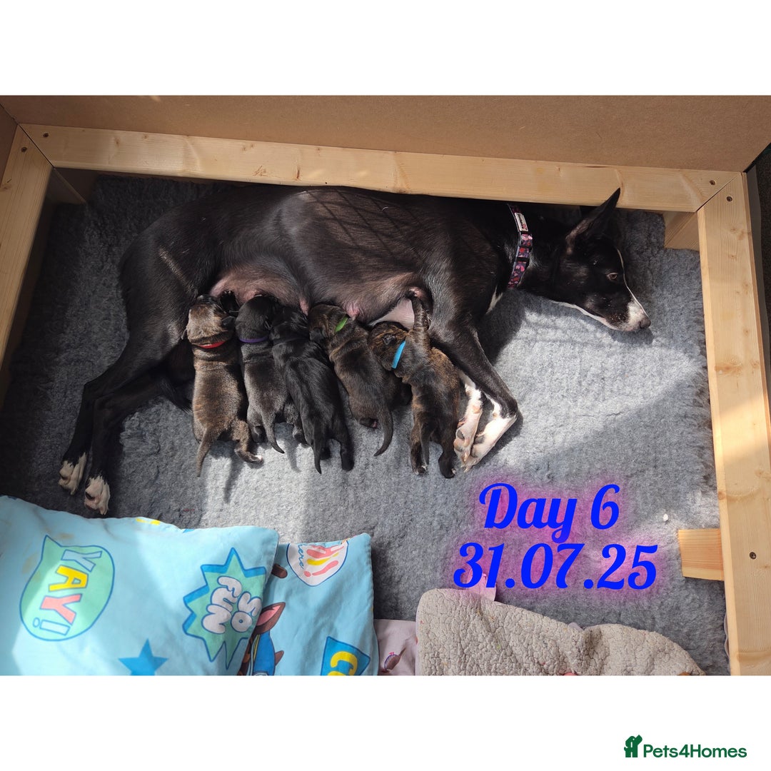 Mixed Breed dogs for sale: Beautiful Collie x K.C Staffy Pups  - Image 2