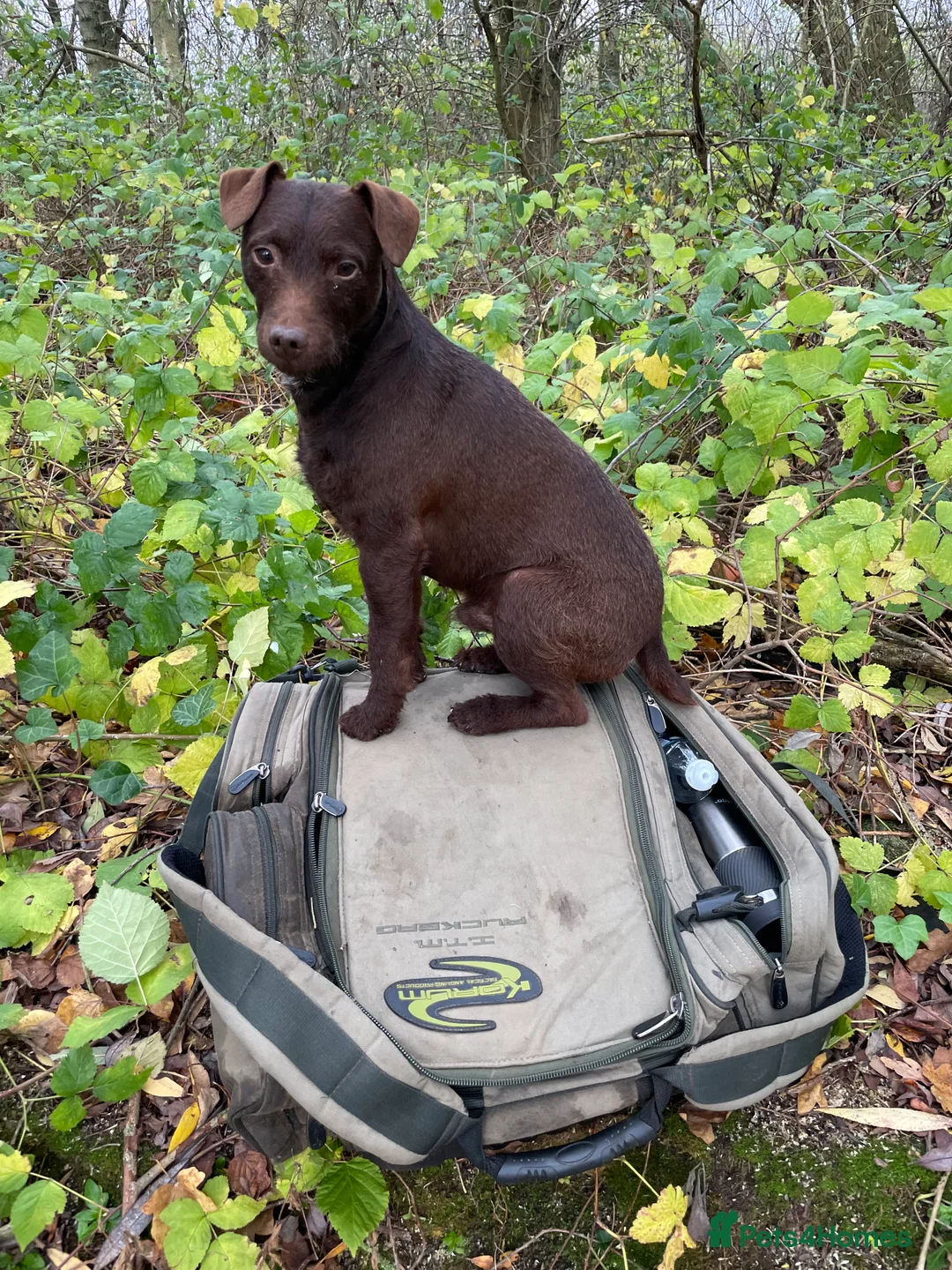 Patterdale Terrier dogs for stud: Chocolate patterdale for stud  in Doncaster - Advert 3