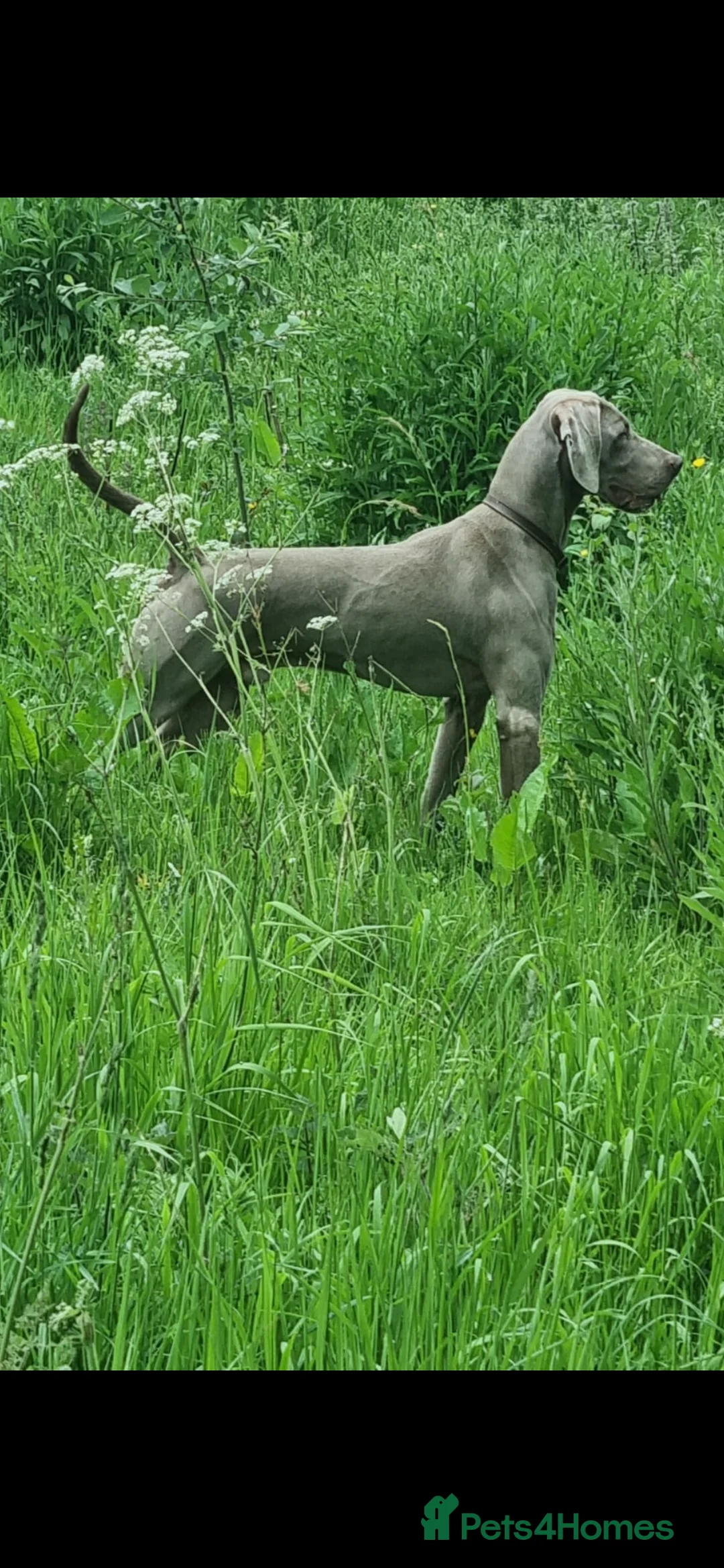 Weimaraner dogs for stud: Proven Weimaraner stud, 100% success rate in Tamworth - Advert 14