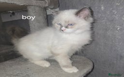 Ragdoll cats for sale: 2 ragdoll boys - Image 1