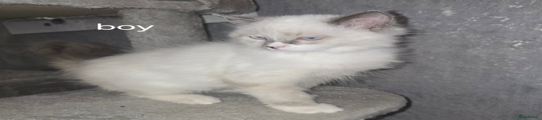 Ragdoll Kitten 1
