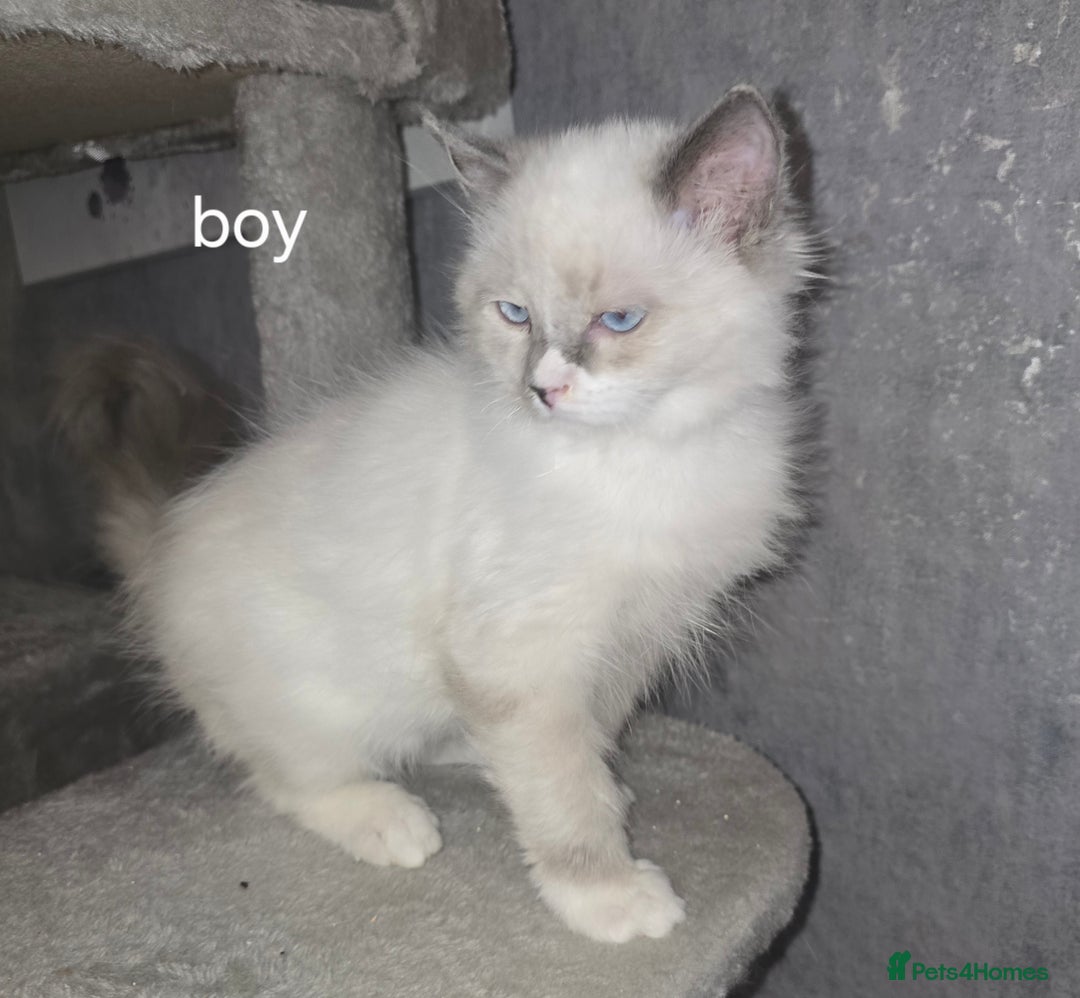 Ragdoll cats for sale: 2 ragdoll boys - Image 1