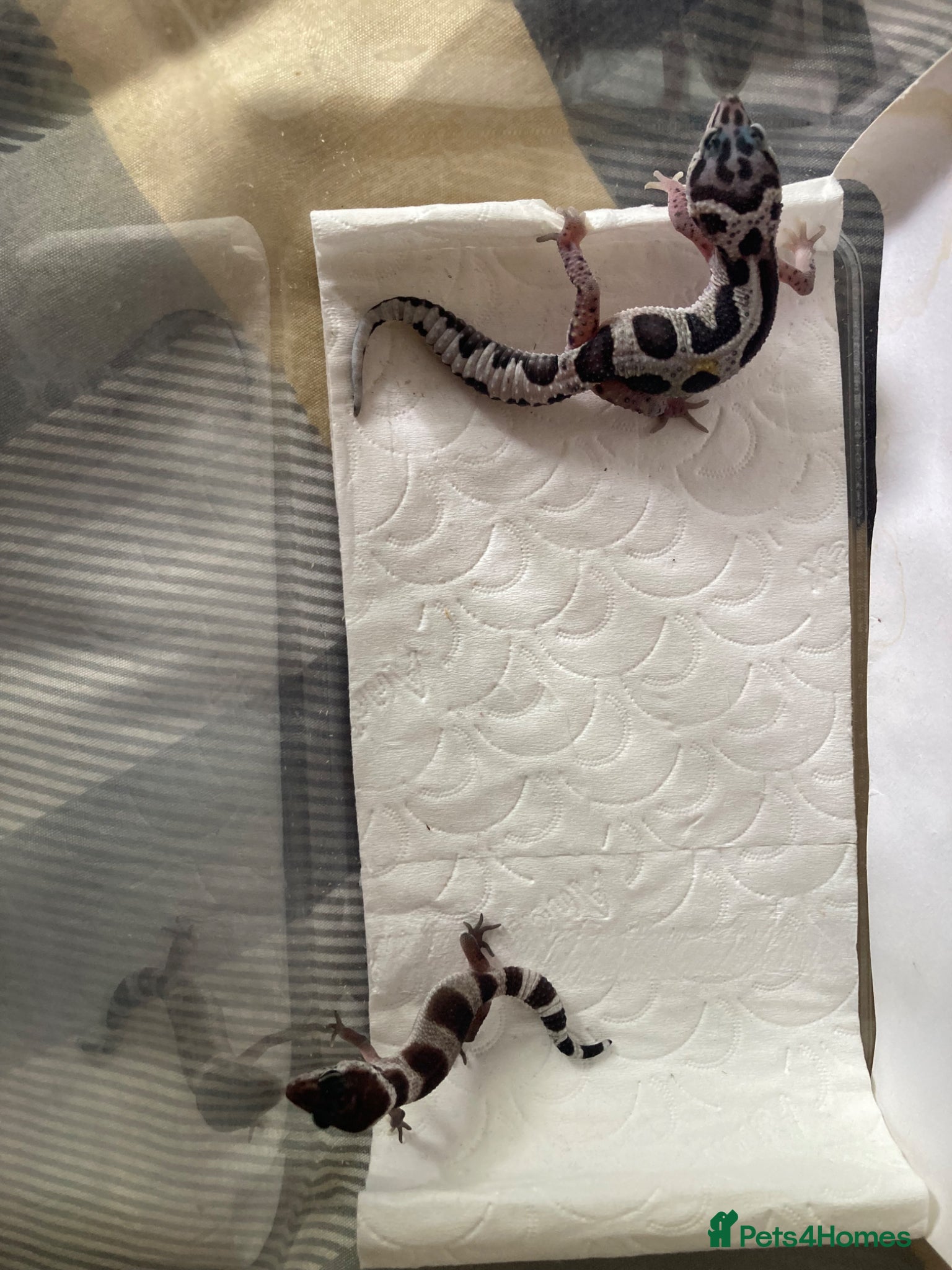 Gecko reptiles Lepard Geckos For Sale  - Advert 4