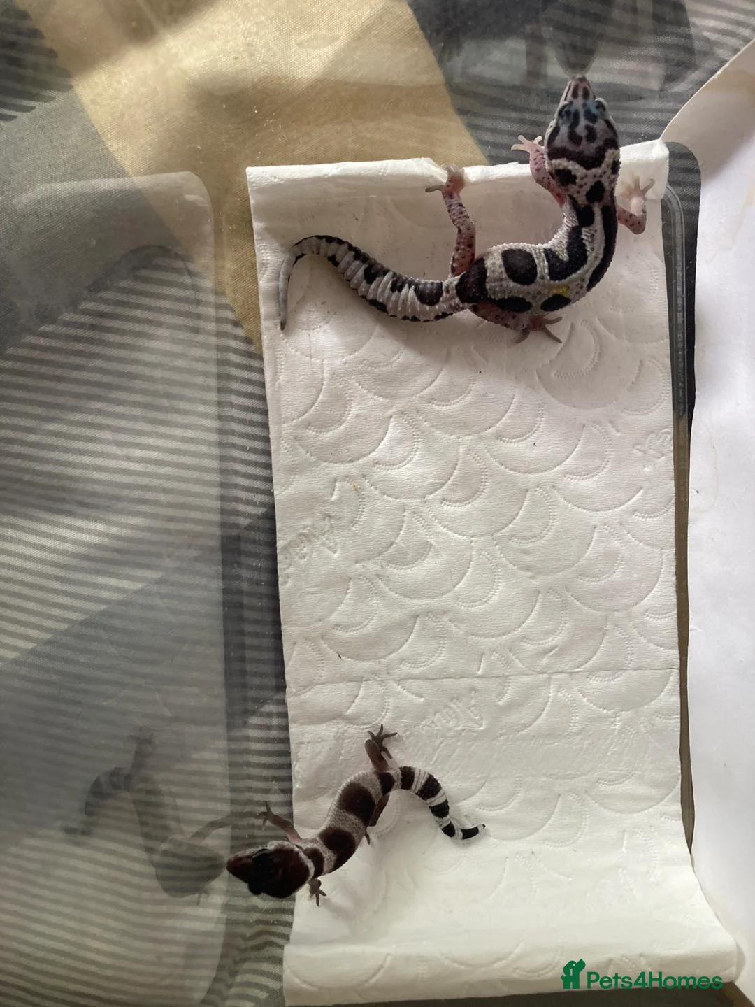 Gecko reptiles for sale: Lepard Geckos For Sale  - Advert 1