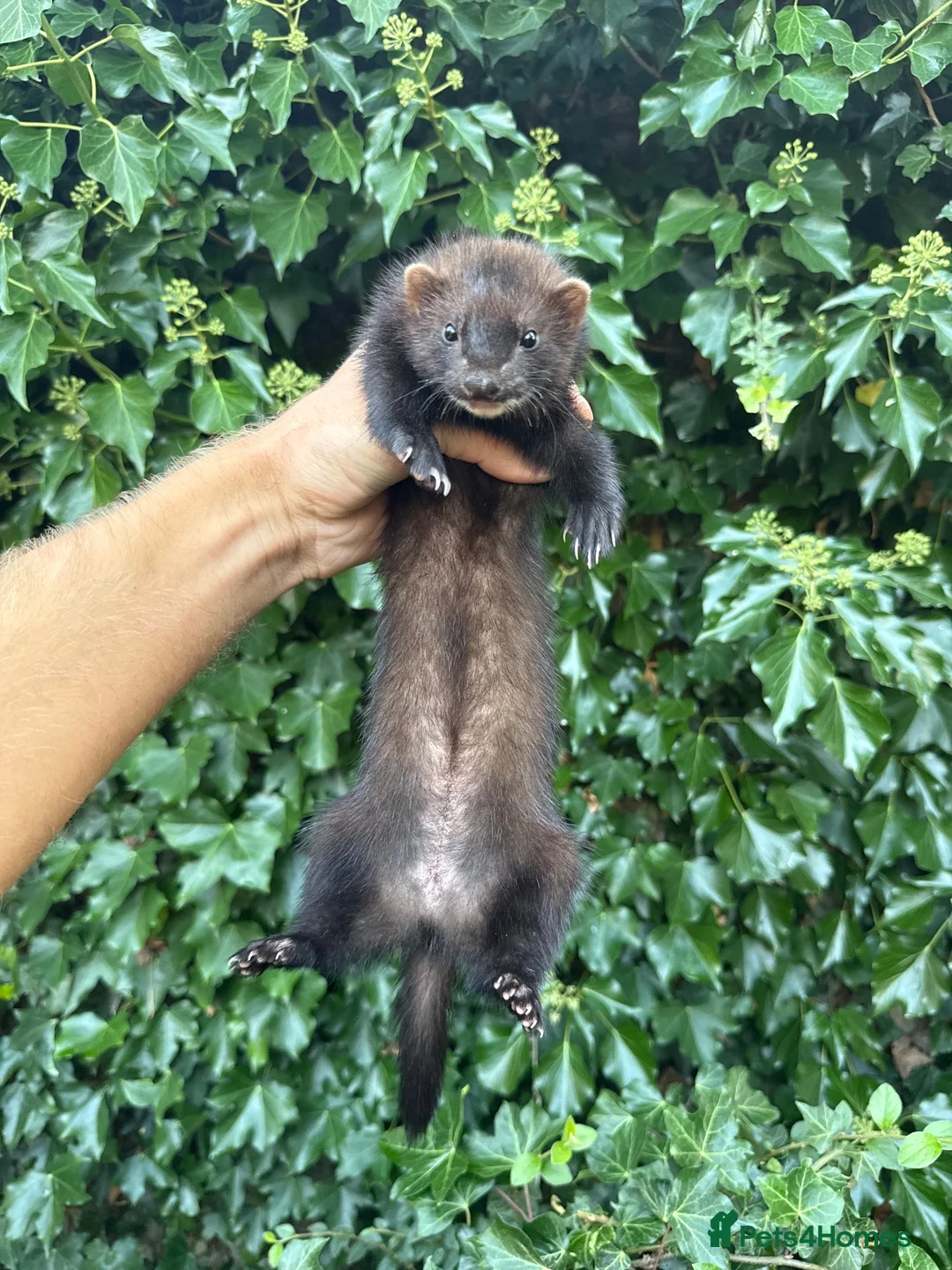 Ferret rodents for sale: Angora & black solids, unrelated  - Advert 1