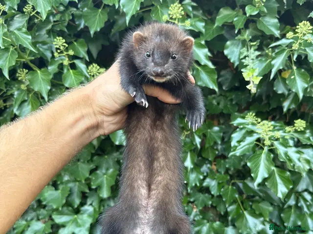 Ferret rodents for sale: Angora & black solids, unrelated - Advert 1