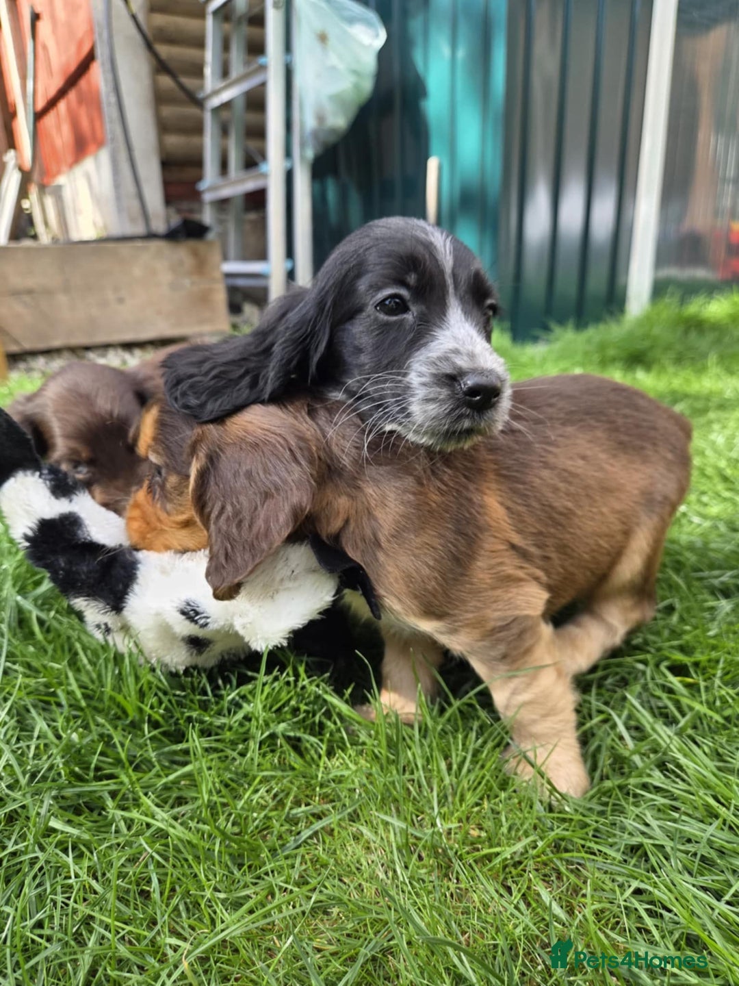 Cocker Spaniel dogs for sale: Show cocker spaniels  - Image 6