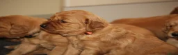 Golden Retriever dogs for sale: KC Registered Working Golden Retriever Puppies - Advert 31