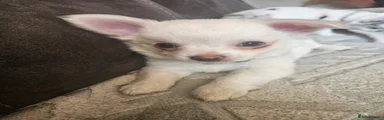 Chihuahua 4