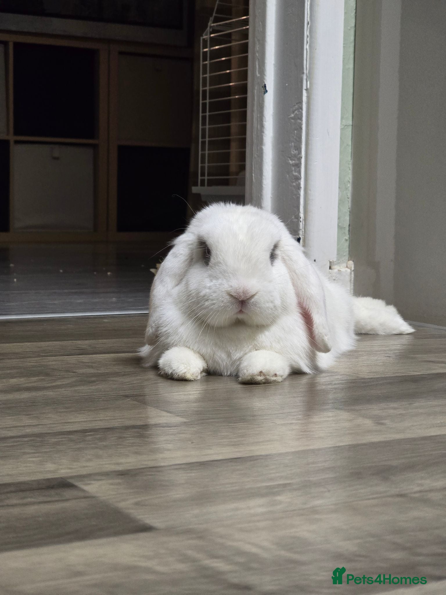 Mini Lop rabbits Male neutered rabbit for sale  - Advert 1